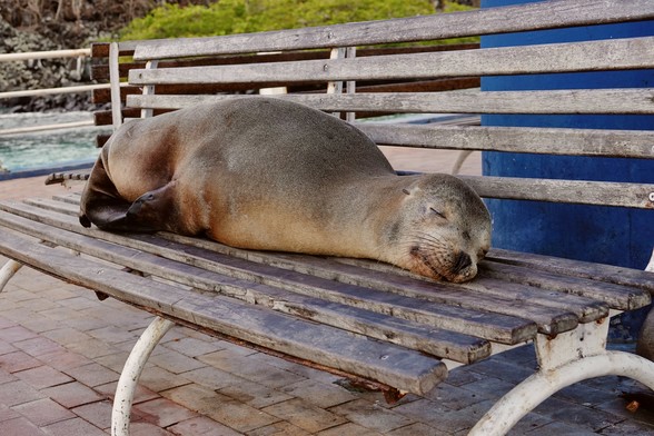 Ein Seelöwe liegt auf einer Bank und schläft.