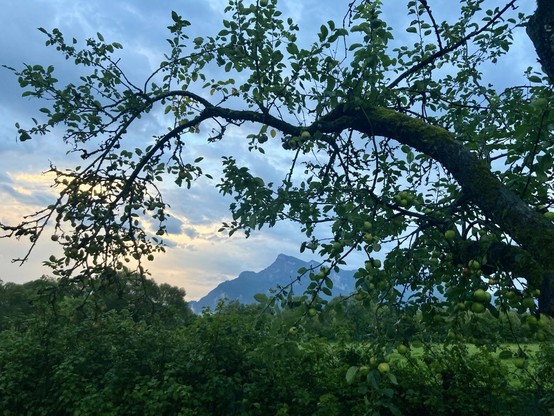 Blick durch einen Apfelbaumast, der als ein Rahmen für den dahinter stehenden Berg funktioniert.
Der Himmel ist bewölkt, links im Bild kommen noch Sonnenstrahlen aus den Wolken raus.