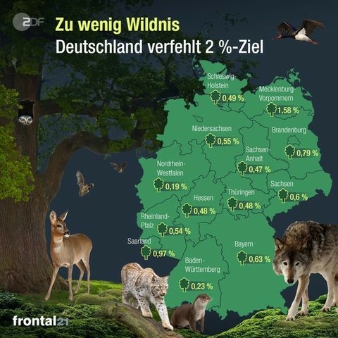 Ein Schaubild aus der Sendung frontal21. Oben steht: Zu wenig Wildnis - Deutschland verfehlt 2 %-Ziel. Abgebildet ist neben ein paar Tieren die Fläche Deutschlands mit Wildnis-Prozentzahlen. Alle unter 1%.