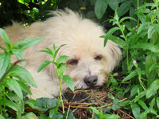 Ein kleiner, heller Mischlingshund liegt in einer selbstgebuddelten Kuhle unter Gebüsch und hat die Schnauze auf den Boden gelegt. Er lugt mit seinen dunkeln Augen zwischen drüsigen Weidenröschen hervor. Er ist nur zur Hälfte, bis zum Rücken, zu sehen.