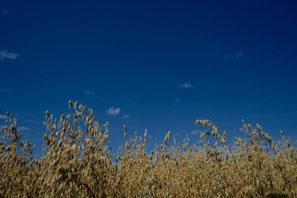 im Vordergrund hellbraunes reifes Getreide und drüber blauer Himmel mit minimal weißen Einsprengseln