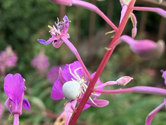 Purple flowers with a white spider on one of the petals.

Lila Blumen mit einer weißen Spinne auf einem der Blütenblätter.