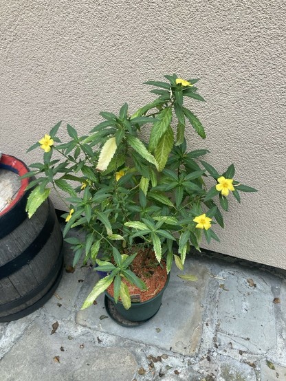 Eine Damianapflanze - ca 1m hoch mit vielen gelben Blüten.