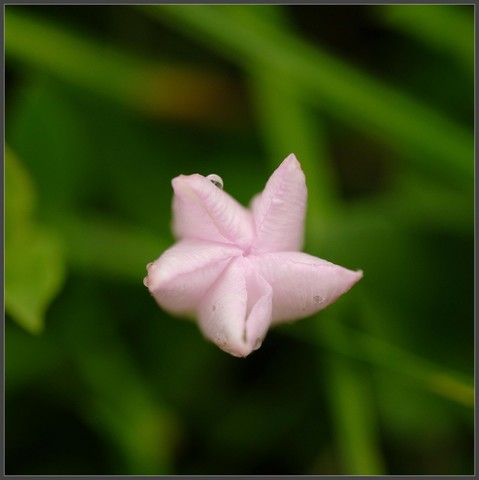 eine leicht rosa noch geschlossene fünfzackige Blüte mit kleinen Tautropfen drauf senkrecht von oben fotografiert. Drunter ist dunkelgrünes unscharfes Gras