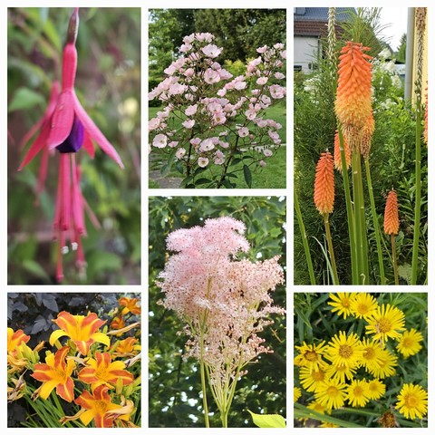 Top left: Fuchsia magellanica gracilis with its pink and violet bells.
Top middle: large panicles of light pink single flowers of the rose 'Alden Biesen'.
Top right: bright orange flower spikes of Kniphofia 'Alcazar'.
Bottom left: Hemerocallis 'Frans Hals' with its orange and yellow petals in front of the dark red leaves of Physocarpos 'Diabolo'.
Bottom middle: light pink panicles of Filipendula rubra, the cotton candy flowers are at least 180cm above ground, much taller than the description.
Bottom right: bright yellow daisy-like flowers of Inula ensifolia.