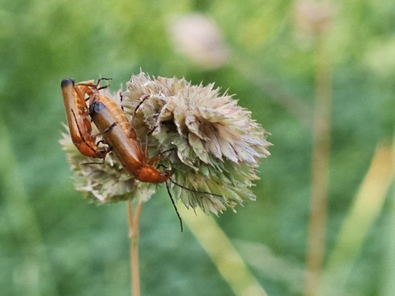 Two mating Red Soldier Beetles on the flower head of a grass.