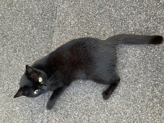 Schwarze Katze liegt auf Asphalt, Kopf schräg nach oben gedreht, die Augen leuchten grün