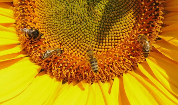 Drei Bienen und eine Hummel an einer Sonnenblume.