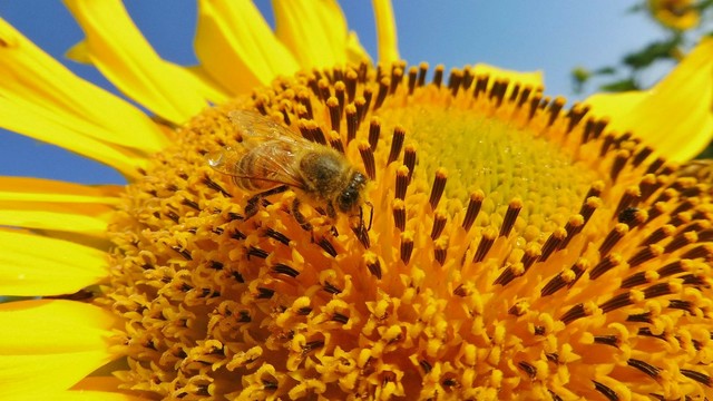 Eine Biene an einer Sonnenblume.