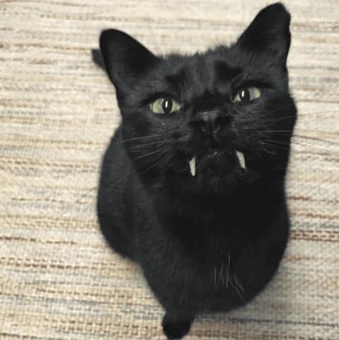 Eine Katze mit Fangzähnen wie ein Vampir.