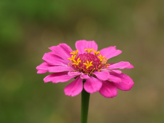 Eine rosa farbene Blüte mit pinkfarbenen Körbchen und winzigen gelben Staub-Gefäßen, die ebenfalls wie Blüten aussehen 
Zinnie 