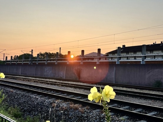 Im Vordergrund gelbe Blüte, dahinter Gleise und eine Mauer. Im Hintergrund Sonnenaufgang an einem Berg, reflektiert sich an der Mauer.