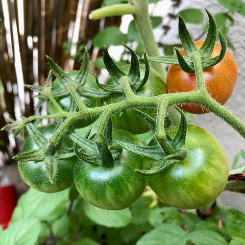 foto einer tomatenrispe am strauch. daran sechs pralle tomaten, fünf in grün, eine in rot.