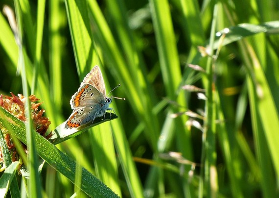 Zwischen grünen Gräsern sitzt ein kleiner Schmetterling an der Spitze eines  Grashalms.