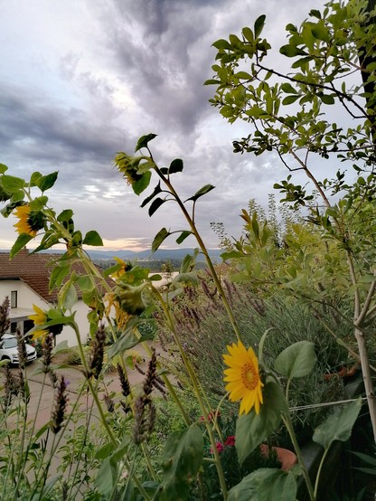 Blick vom Balkon nach Westen:
Unter einem wolkenverhangenen Himmel sieht man den hügeligen Horizont. Er wird zum großen Teil, ebenso wie ein Haus der Nachbarschaft, von meiner Balkonbepflanzung  (Sonnenblumen, Lavendel, Weidengrün), verdeckt.