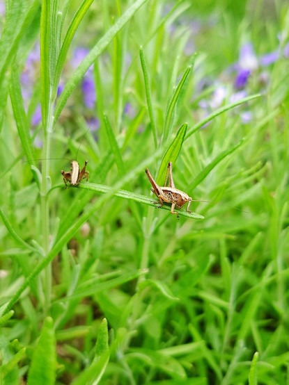 In einem Lavendelbusch, mit nur noch sehr vereinzelten Blüten, sitzen, auf einem Zweig, zwei Insekten. Sie sind mehrere Zentimeter von einander entfernt und sich abgewandt.  