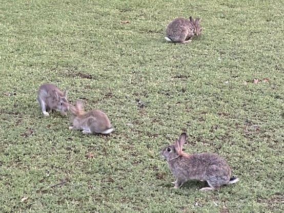 4 grau-braune Kaninchen auf einer grünen, kurz geschnittenen Wiese