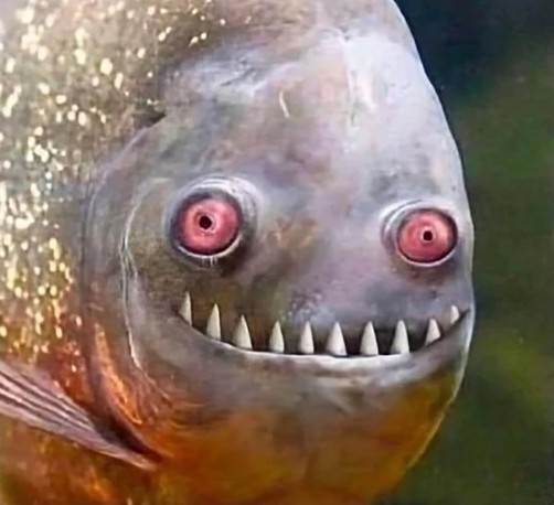Ein mir unbekannter Fisch mit knallroten Augen und spitzen Zähnen unten, zu einem Lächeln geformt.