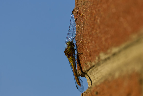 An einer Mauerecke hängt eine grünlich gefärbte Libelle. Die Flügel liegen dicht am Stein an und reflektieren das Sonnenlicht.