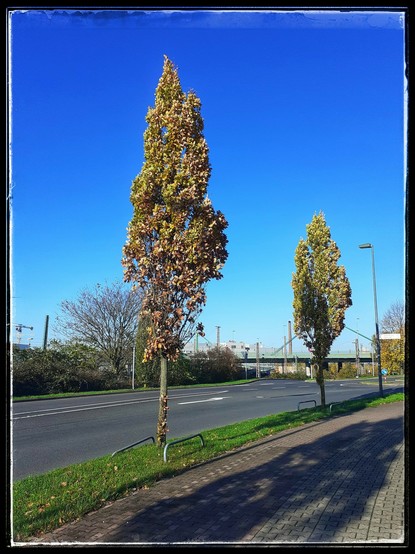 Zwei Bäume an einer Straße mit blauem Himmel. Vorne einer und hinten einer
