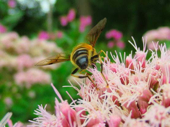Biene von vorne auf Wasserdost