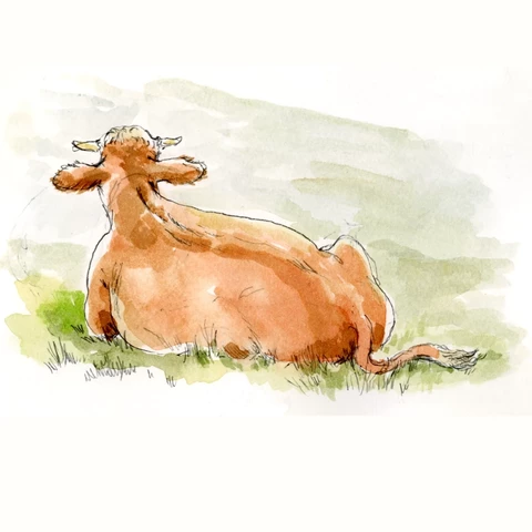 Zeichnung einer liegenden jungen Kuh von hinten. Man sieht den Kopf mit Hörnern und Ohren, den Hals, den langen Rücken mit angedeuteten unter dem Körper liegenden Beinen und den Schwanz der Kuh. Das Gras der Wiese ist mit wenigen Strichen und Farbtupfern nur angedeutet.