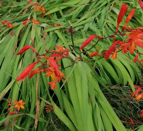 Die abgebildete Blume ist leuchtend rot mit orangen Akzenten. Sie hat schmale, längliche Blütenblätter, die sich in einer lockeren Traube an einem dünnen Stängel gruppieren. Die grünen, schwertförmigen Blätter bilden einen dichten Hintergrund und sind relativ lang und schmal. Die Pflanze liegt auf dem Boden. Die Blüten wirken zart und exotisch.
