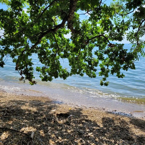 Strandstück Wellen. Ein Baum im oberen Bildrand wirft Schatten 