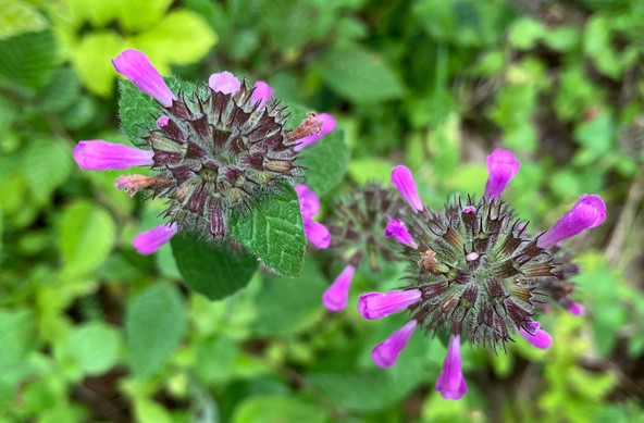 Gewöhnlicher Wirbeldost: Runde dunkle Blüte, aus der radial einzelne Lila Trichter ragen