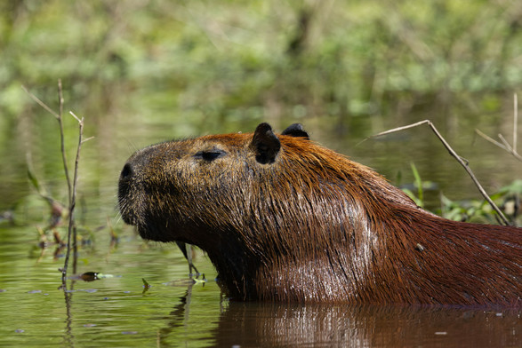 Seitliche Nahaufnahme eine Capybaras im Wasser.