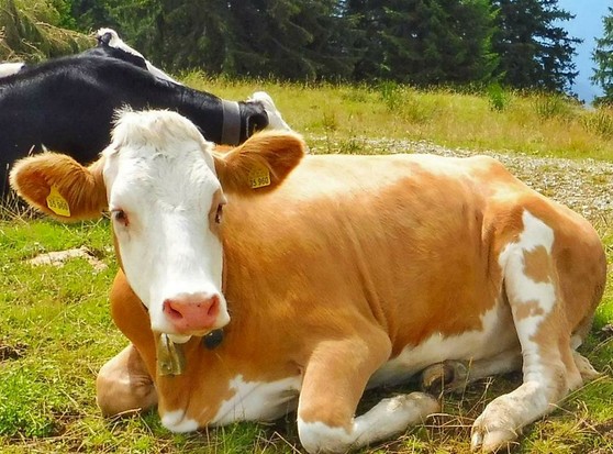 Eine Kuh liegt auf einer Wiese,sehr nah fotografiert.
