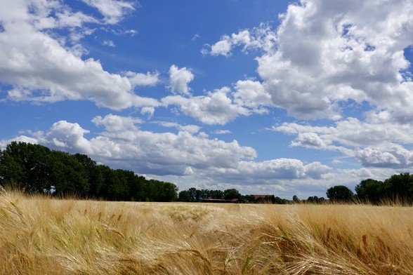 Ein goldgelbes Getreidefeld welches in der Sommersonne unter einem mit Schäfchenwolken verzierten blauen Himmel sich im Wind wiegt. 