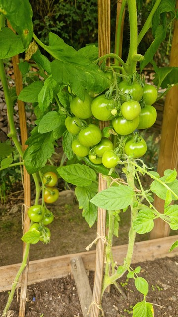Noch eine Tomatenpflanze an der etwa 10 Tomaten an einem Bund hängen. 

Unten drunter 2 die schon leicht Orange sind.