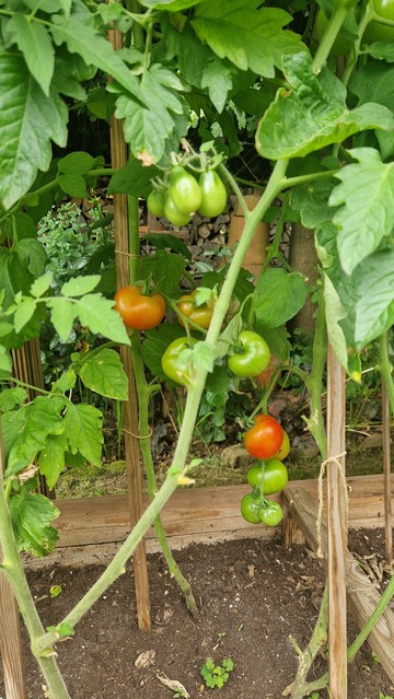 Nochmal ein paar Tomaten wovon einige schon hellrot sind.