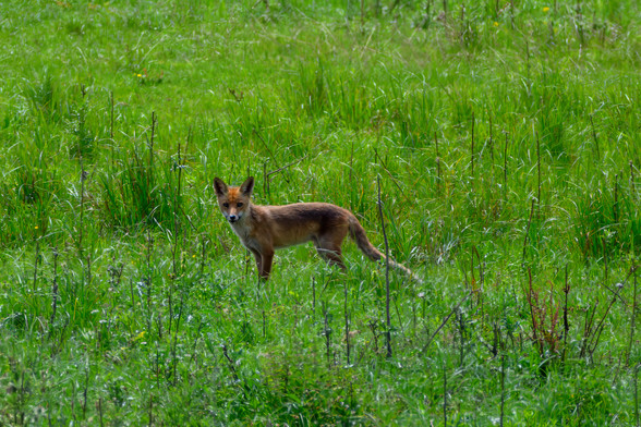 Ein Fuchs steht im dichten Gras. Trotz respektablen Abstand hat er das Auslösegeräusch der Kamera gehört und seinen Blick direkt auf mich gerichtet