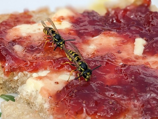 Zwei Wespen sitzen  auf Marmeladenbrot mit Butter