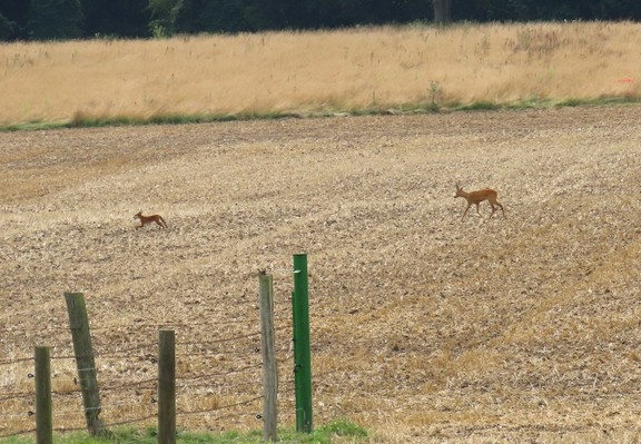Das Stoppelfeld mir Langgraswiese im Hintergrund. 
Der Fuchs rennt nach links über das Feld und wird von einem der beiden Rehböcke verfolgt, der von rechts die Szene erneut betreten hat.