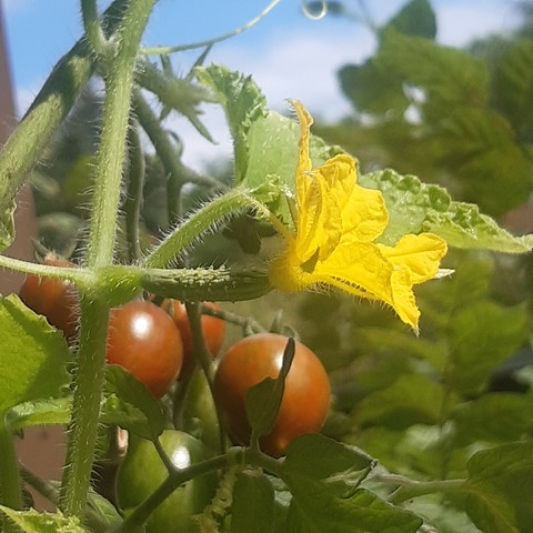 Nahaufnahme Tomaten- und Gurkenpflanze.

Die Tomaten sind rot. Die Gurkenpflanze mit gelber Blüte und einer winzigen Gurke dahinter.