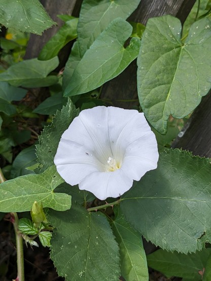 Weiße trompetenartige Blüte vor großen grünen Blättern