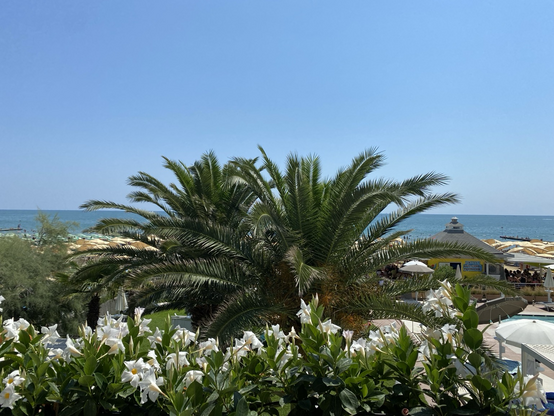 Palmen und im Hintergrund das Meer