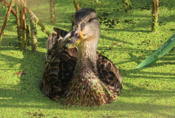 Nahaufnahme von einer weiblichen Stockente auf einem von grünen Wasserlinsen überzogenen Teich. Einige der Linsen kleben auch an ihrem Schnabel und ihrem Halsgefieder. 