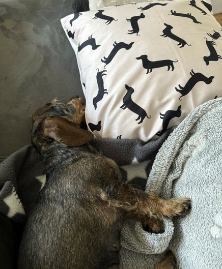 A small dog lying on a gray blanket next to a decorative pillow featuring black dachshund silhouettes on a light background.