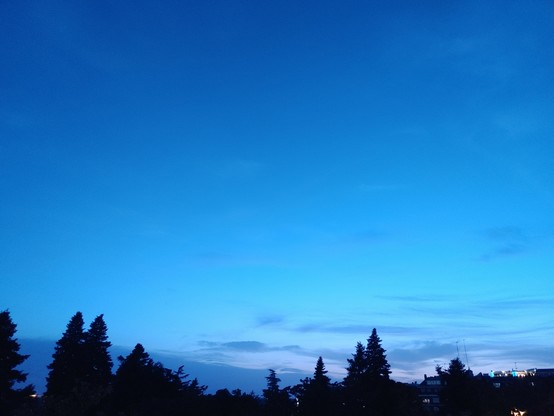 Silhoutten der Bäume unter dem blau leuchtenden Abendhimmel in der Dämmerung