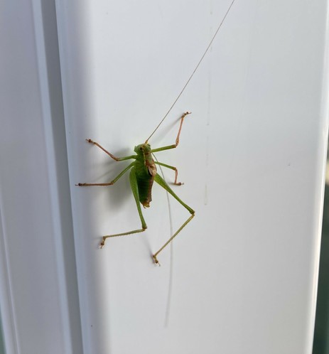 Ein großes, grün-braunes Insekt, mit zwei langen Fühler am Fensterrahmen.