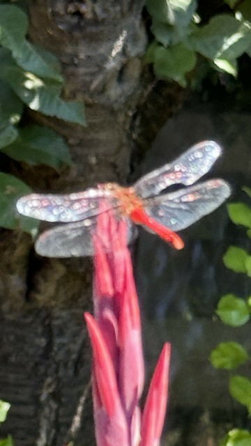 A dragonfly perched on a pink flower bud, with green leaves and a tree trunk in the background.