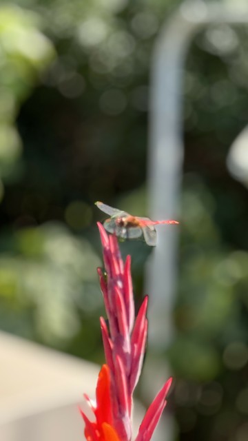 A red dragonfly perched on a red flower bud. Blurred green and white background.