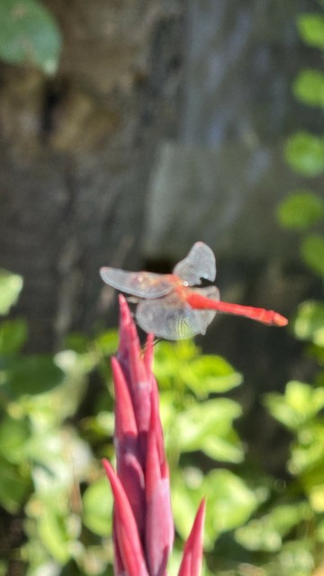 A red dragonfly perched on a pink flower bud with blurred green foliage in the background.