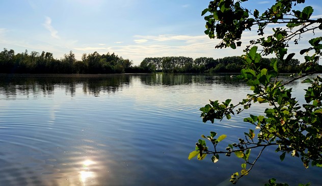 Blick über einen ruhigen Baggersee mit Bäumen am gegenüberliegenden Ufer. Rechts ragen Erlenzweige ins Bild. Bäume, ganz leicht bewölkter Himmel und die tief stehende Nachmittagssonne spiegeln sich im Wasser. 