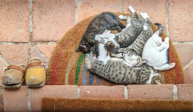 eine grauweiß getigerte Katze und ihre 4 Kinder liegen aneinander gekuschelt auf einem halbrunden Fußabstreifer. Holzschuhe stehen links daneben