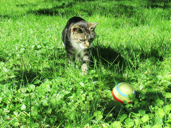 Eine junge, getigerte Katze nähert sich einem kleinen, bunten Ball (Hundespielzeug) auf einer Grünfläche